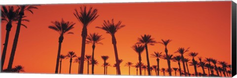 Framed Silhouette of date palm trees in a row, Phoenix, Arizona, USA Print