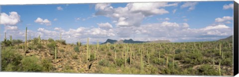 Framed Saguaro National Park Tucson AZ USA Print