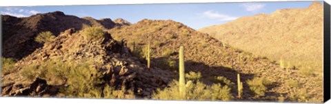 Framed Cactus plants on a landscape, Sierra Estrella Wilderness, Phoenix, Arizona, USA Print