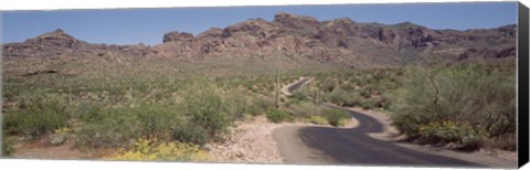 Framed USA, Arizona, Dreamy Draw Park, Cactus along a road Print