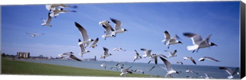 Framed Flock of seagulls flying on the beach, New York State, USA Print