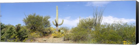 Framed Low angle view of a cactus among bushes, Tucson, Arizona, USA Print