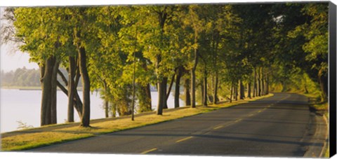 Framed Trees along a road, Lake Washington Boulevard, Seattle, Washington State, USA Print