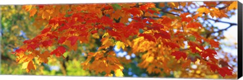 Framed Fall Foliage, Guilford, Baltimore City, Maryland, USA Print