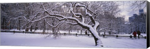 Framed Trees covered with snow in a park, Central Park, New York City, New York state, USA Print