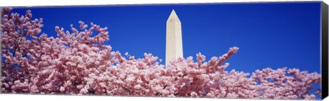 Framed Washington Monument and cherry blossoms, Washington DC Print