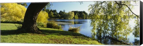 Framed Willow Tree By A Lake, Green Lake, Seattle, Washington State, USA Print