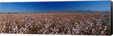 Framed Cotton Field Print