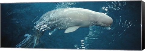 Framed Close-up of a Beluga whale in an aquarium, Shedd Aquarium, Chicago, Illinois, USA Print