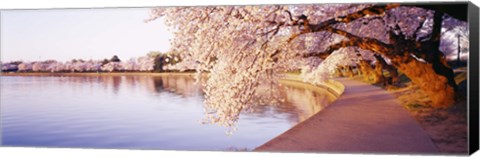 Framed Tidal Basin, Washington DC, District Of Columbia, USA Print