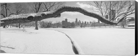 Framed Bare trees in a park, Lincoln Park, Chicago, Illinois, USA Print