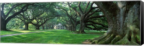 Framed USA, Louisiana, New Orleans, Oak Alley Plantation, plantation home through alley of oak trees Print