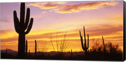 Framed Sunset Saguaro Cactus Saguaro National Park AZ Print