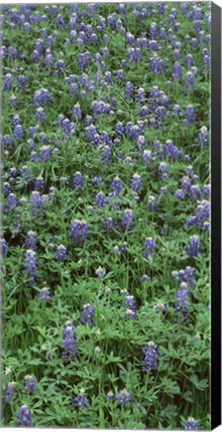 Framed High angle view of plants, Bluebonnets, Austin, Texas, USA Print