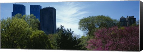 Framed Low angle view of skyscrapers viewed from a park, Central Park, Manhattan, New York City, New York State, USA Print