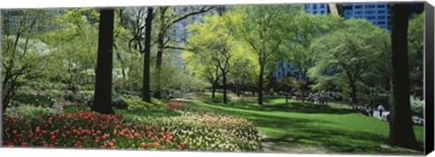 Framed Red and white tulips around trees, Central Park, Manhattan, New York City, New York State, USA Print