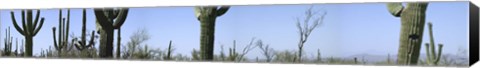 Framed Mid section view of cactus, Saguaro National Park, Tucson, Arizona, USA Print