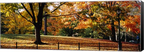 Framed Trees in a forest, Central Park, Manhattan, New York City, New York, USA Print