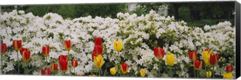 Framed Flowers in a garden, Sherwood Gardens, Baltimore, Maryland, USA Print