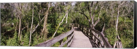 Framed Boardwalk passing through a forest, Lettuce Lake Park, Tampa, Hillsborough County, Florida, USA Print