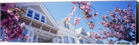 Framed Low angle view of Cherry Blossom flowers in front of buildings, San Francisco, California, USA Print