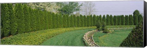 Framed Row of arbor vitae trees in a garden, Ladew Topiary Gardens, Monkton, Baltimore County, Maryland, USA Print