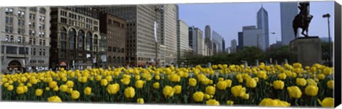 Framed Tulip flowers in a park with buildings in the background, Grant Park, South Michigan Avenue, Chicago, Cook County, Illinois, USA Print