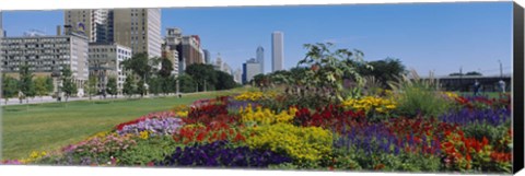 Framed Flowers in a garden, Welcome Garden, Grant Park, Michigan Avenue, Roosevelt Road, Chicago, Cook County, Illinois, USA Print
