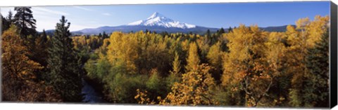 Framed Cottonwood trees in a forest, Mt Hood, Hood River, Mt. Hood National Forest, Oregon, USA Print