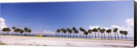 Framed Palm trees at the roadside, Interstate 275, Tampa Bay, Gulf of Mexico, Florida, USA Print