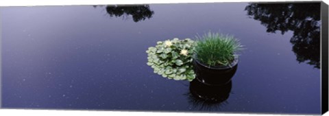 Framed Water lilies with a potted plant in a pond, Olbrich Botanical Gardens, Madison, Wisconsin, USA Print