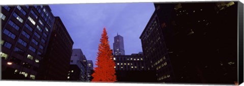 Framed Low angle view of a Christmas tree, San Francisco, California, USA Print