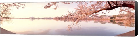 Framed Cherry blossoms at the lakeside, Washington DC Print
