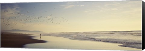 Framed Flock of seagulls flying above a woman on the beach, San Francisco, California, USA Print