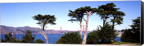 Framed View of a suspension  bridge through trees, Golden Gate Bridge, San Francisco Bay, San Francisco, California, USA Print