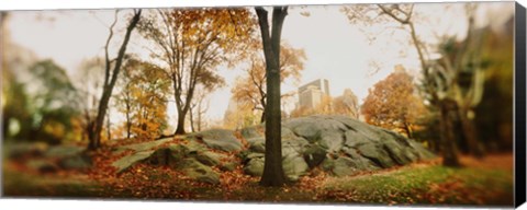 Framed Trees in a park, Central Park, Manhattan, New York City, New York State, USA Print