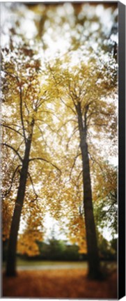 Framed Autumn trees in a park, Volunteer Park, Capitol Hill, Seattle, King County, Washington State, USA Print