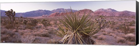 Framed Yucca plant in a desert, Red Rock Canyon, Las Vegas, Nevada, USA Print