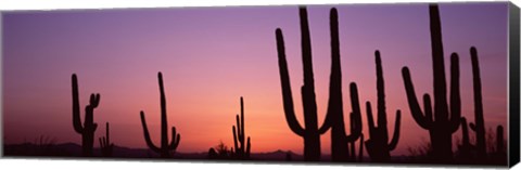 Framed Purple Sky Behind Cacti in the Saguaro National Park, Arizona Print