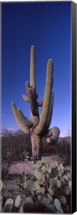 Framed Low angle view of a Saguaro cactus, Saguaro National Park, Tucson, Arizona Print