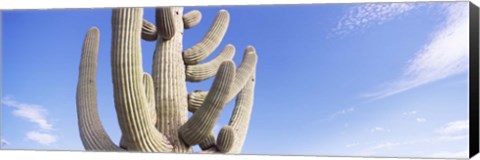 Framed Low angle view of a Saguaro cactus(Carnegiea gigantea), Saguaro National Park, Tucson, Pima County, Arizona, USA Print