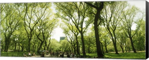 Framed Central Park in the spring time, New York City Print