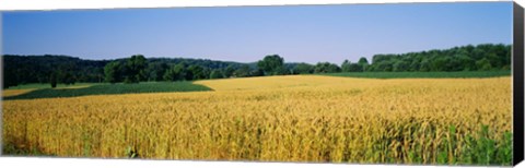 Framed Field Crop, Maryland, USA Print