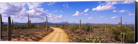 Framed Road, Saguaro National Park, Arizona, USA Print