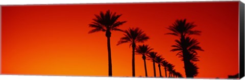 Framed Silhouette of Date Palm trees in a row at dawn, Phoenix, Arizona, USA Print