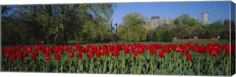 Framed Boston Public Garden, Massachusetts Print