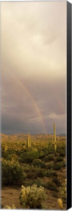 Framed Teddy-Bear Cholla and Saguaro cacti on a landscape, Sonoran Desert, Phoenix, Arizona, USA Print