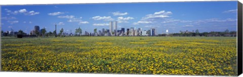 Framed Yellow Flowers in a park with Manhattan in the background, New York City Print