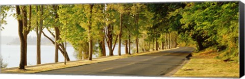 Framed Trees on both sides of a road, Lake Washington Boulevard, Seattle, Washington State, USA Print