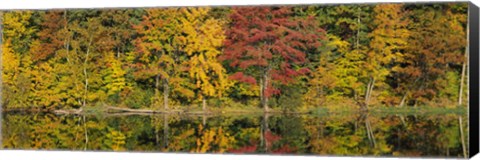 Framed Reflection of trees in water, Saratoga Springs, New York City, New York State, USA Print